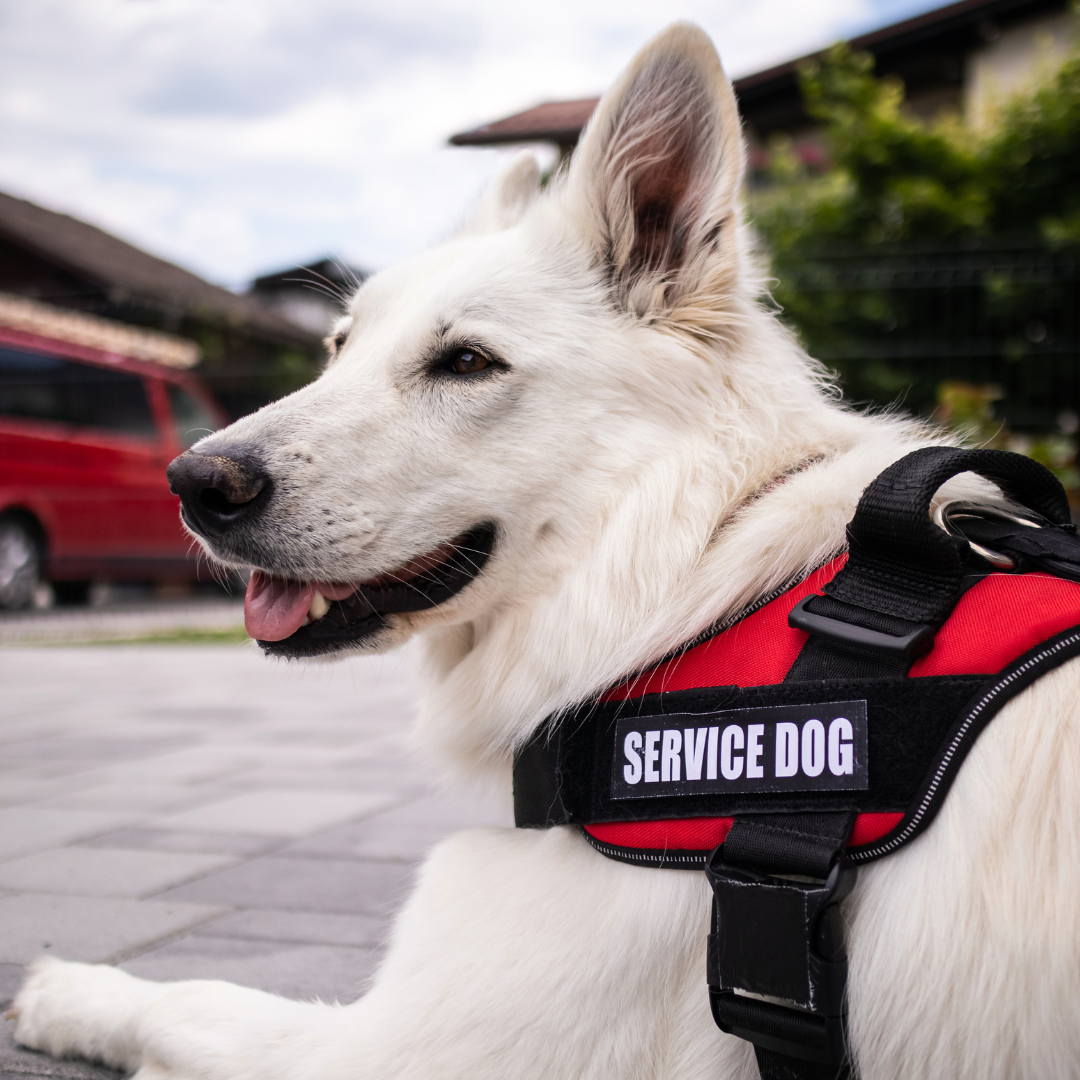 Best Practices with Service Animals